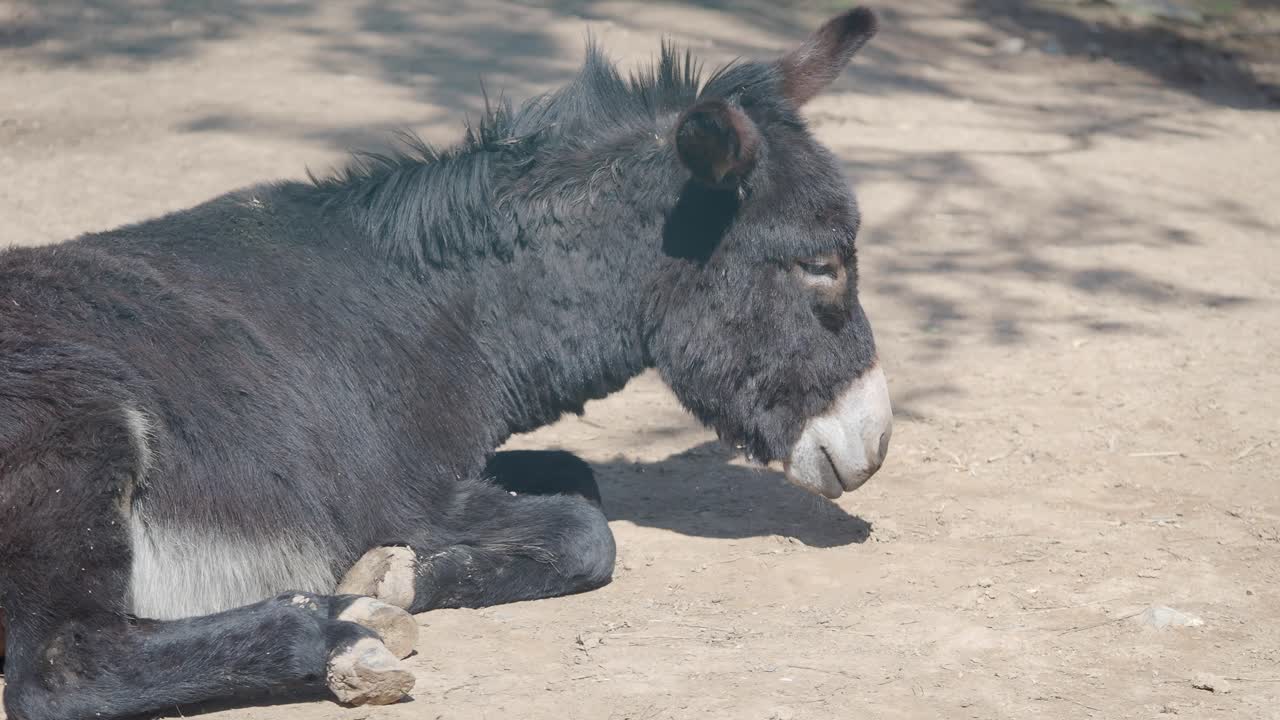 Sleepy Donkey