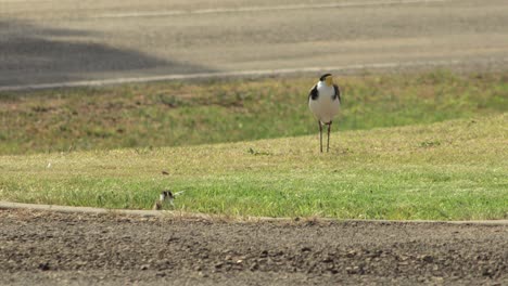 Maskierter-Kiebitzregenpfeifer-Steht-Auf-Gras-In-Der-Nähe-Der-Straße,-Im-Vordergrund-Nistet-Ein-Küken