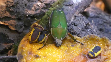 macro close up of gametis jucunda,the smaller green flower chafer and several african scarab beetles eating honey in wilderness