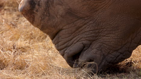 Extreme-closeup-of-dehorned-white-rhino-eating-dry-grass