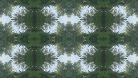 caleidoscopio de paisaje forestal, #10
