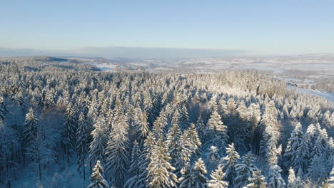 Abetos-Cubiertos-De-Fuertes-Nevadas-Durante-El-Invierno-En-Las-Montañas-De-Jorat,-Cantón-De-Vaud,-Suiza