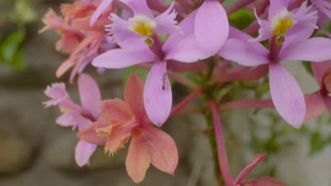 foto de detalle de la flor de la orquídea de cristo