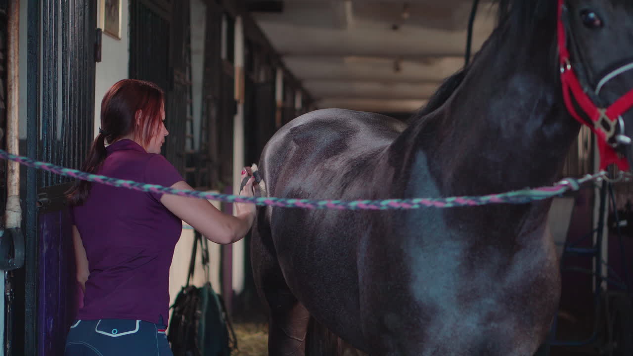 mujer preparando un caballo negro en un establo