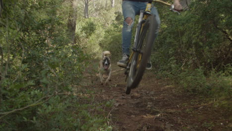 front view of male biker fast riding downhill bike through woods followed by german shepherd dog, zoom out, slow motion, day