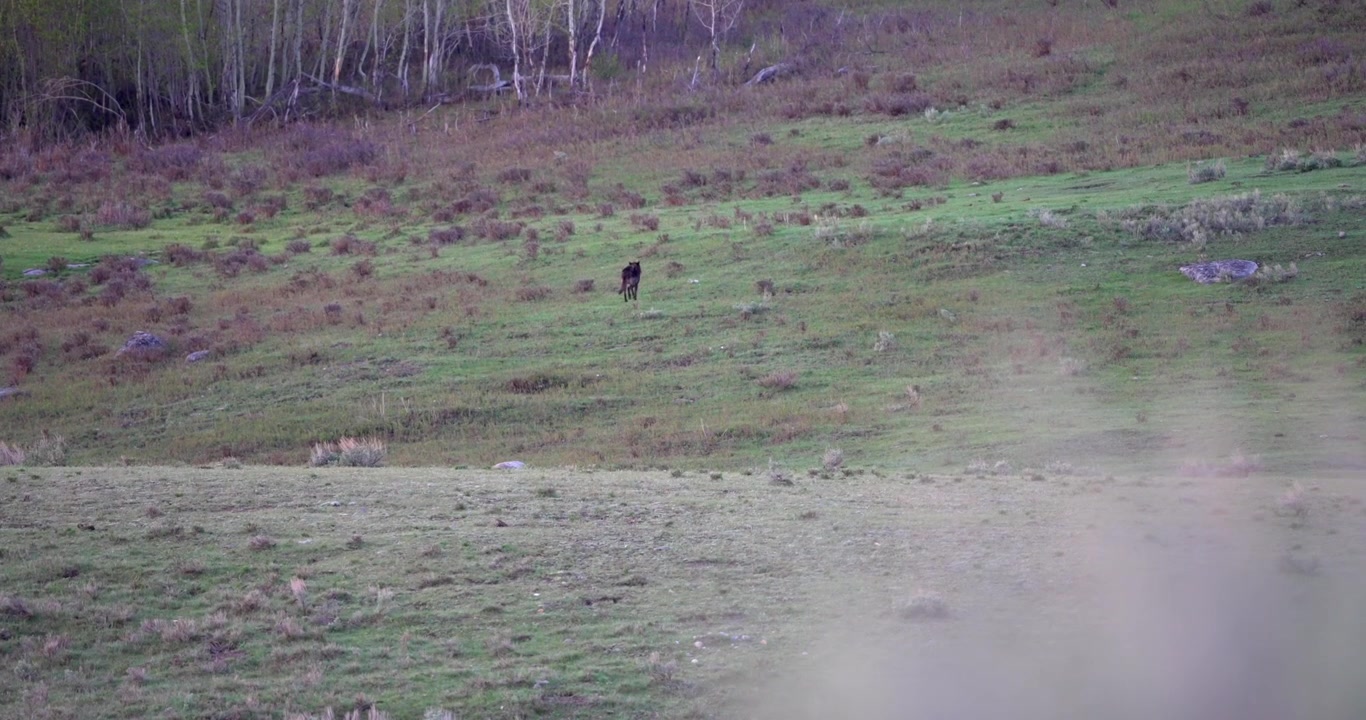 Ampia inquadratura paesaggistica di un lupo grigio solitario che si ferma brevemente prima di girarsi di lato e allontanarsi. Filmato naturalistico cinematografico catturato in una valle nordamericana