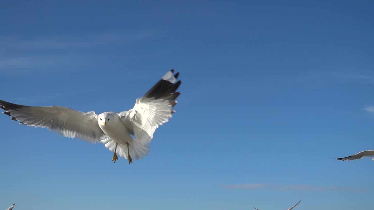 Seagulls in the sky. Slow Motion. Shootings of seagulls