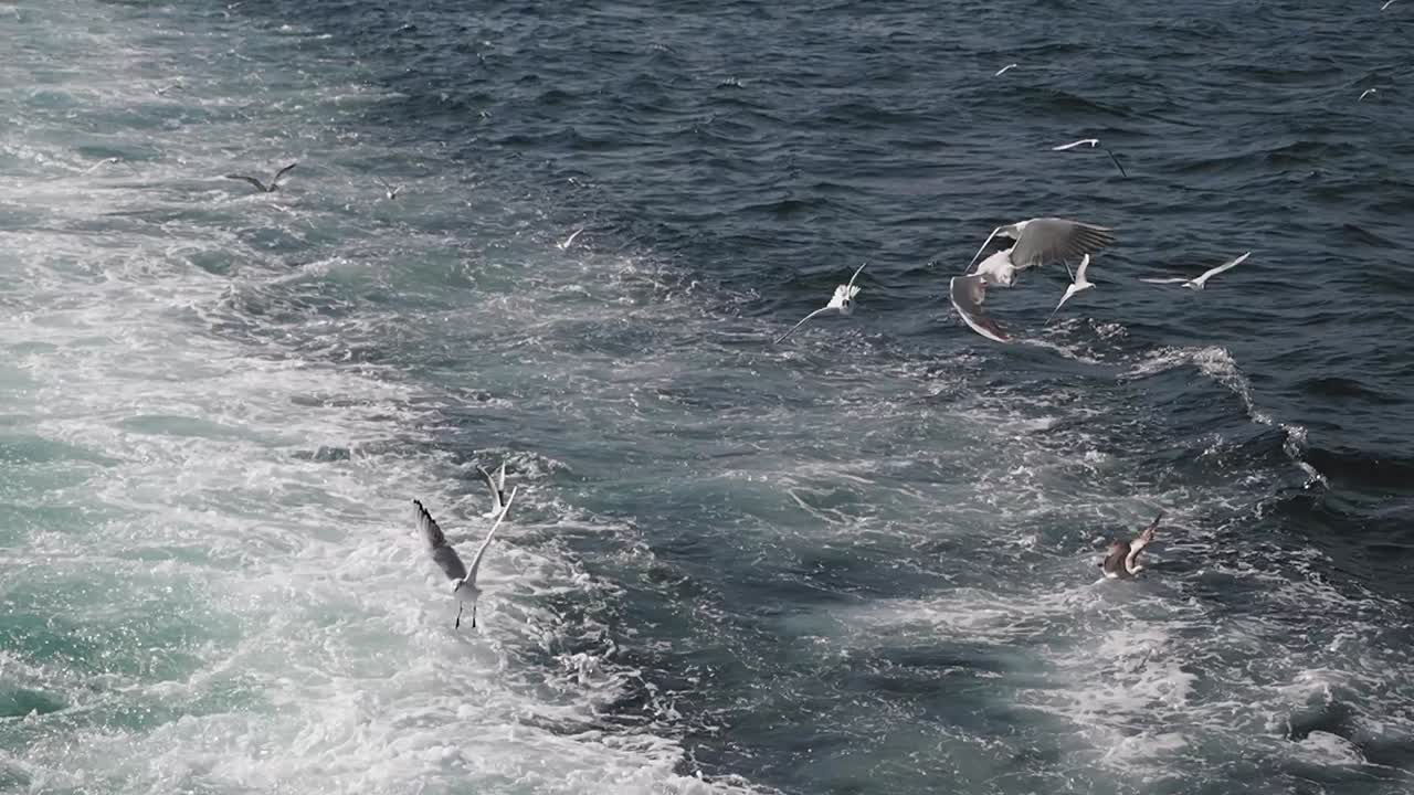 Gulls Flying Over Ocean Waves
