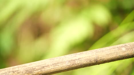 red dragonfly flying and perching on a bamboo with blurred nature background