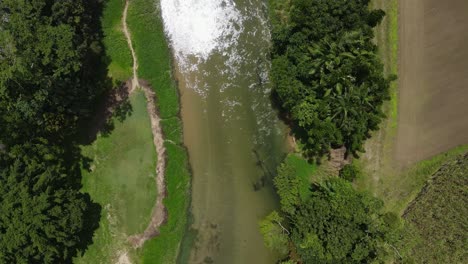 video aéreo de un dron mirando hacia abajo a un arroyo infestado de cocodrilos cristalinos con exuberante vegetación tropical a lo largo del lecho del río