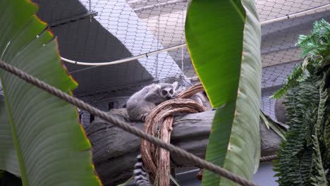 Close-view-of-a-lemur-standing-on-a-tree-while-looking-at-camera