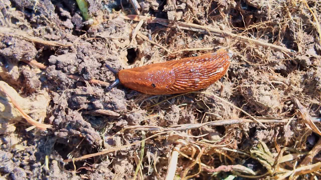 Close-up of an orange slug slowly crawling across moist soil, highlighting its movement and texture - France