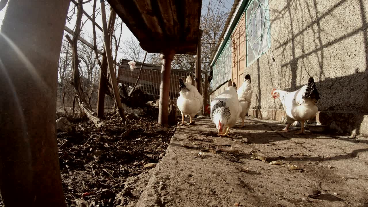 몇 마리의  들이 목초지를 찾고 있습니다.