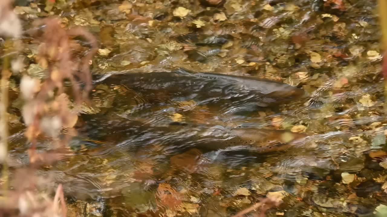 Handheld high angle view of two sea trouts spawning in shallow Granvin River. Fins and upper bodies break surface as they swim and splash together