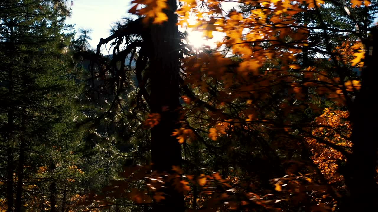 volando a través de los árboles hacia el sol poniente
