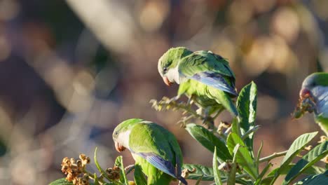 a group of monk parakeets perching on a medlar tree