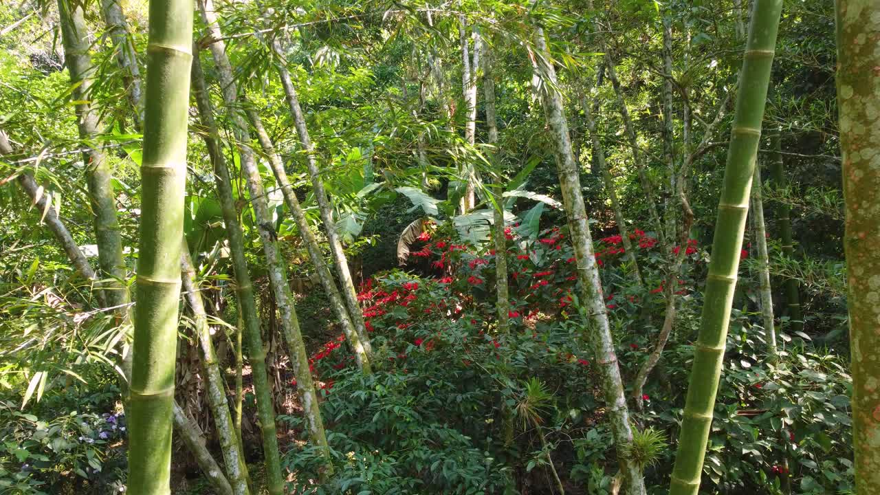 Primo piano di rami di bambù verdi in una fitta foresta tropicale in Colombia, ripresa aerea in avanti