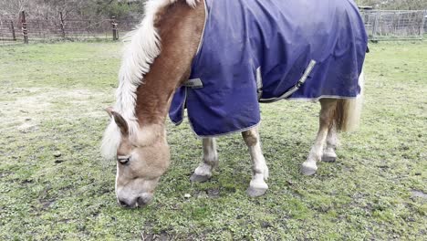 Caballo-De-Sangre-Fría-Come-Del-Suelo-Con-Una-Chaqueta-Al-Aire-Libre