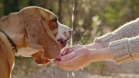 beagle puppy drinking water from female palms during walk in the park