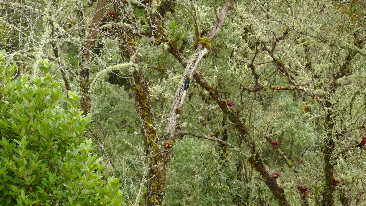 딱따구리는 붉은 꽃이 나무에서 자라는 카메라로 등을 돌린 채 나무에 앉았다