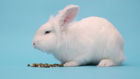 el conejo blanco come comida con placer. conejo de pascua blanco en un azul
