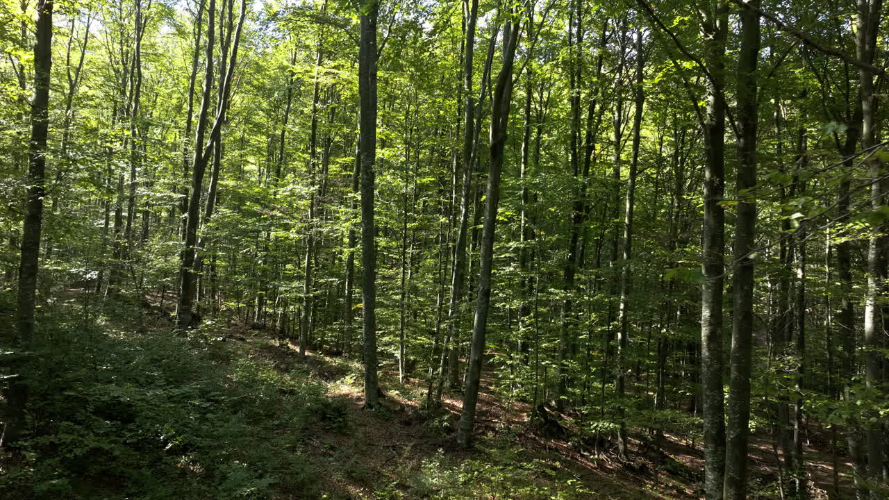 escena del bosque con árboles altos