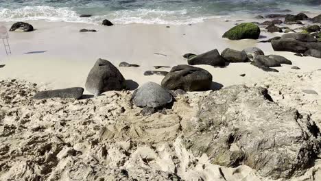 A-sea-turtle-resting-on-a-sandy-Hawaiian-beach-surrounded-by-rocks-and-gentle-waves,-highlighting-the-natural-wildlife-and-serene-coastal-environment-of-Oahu