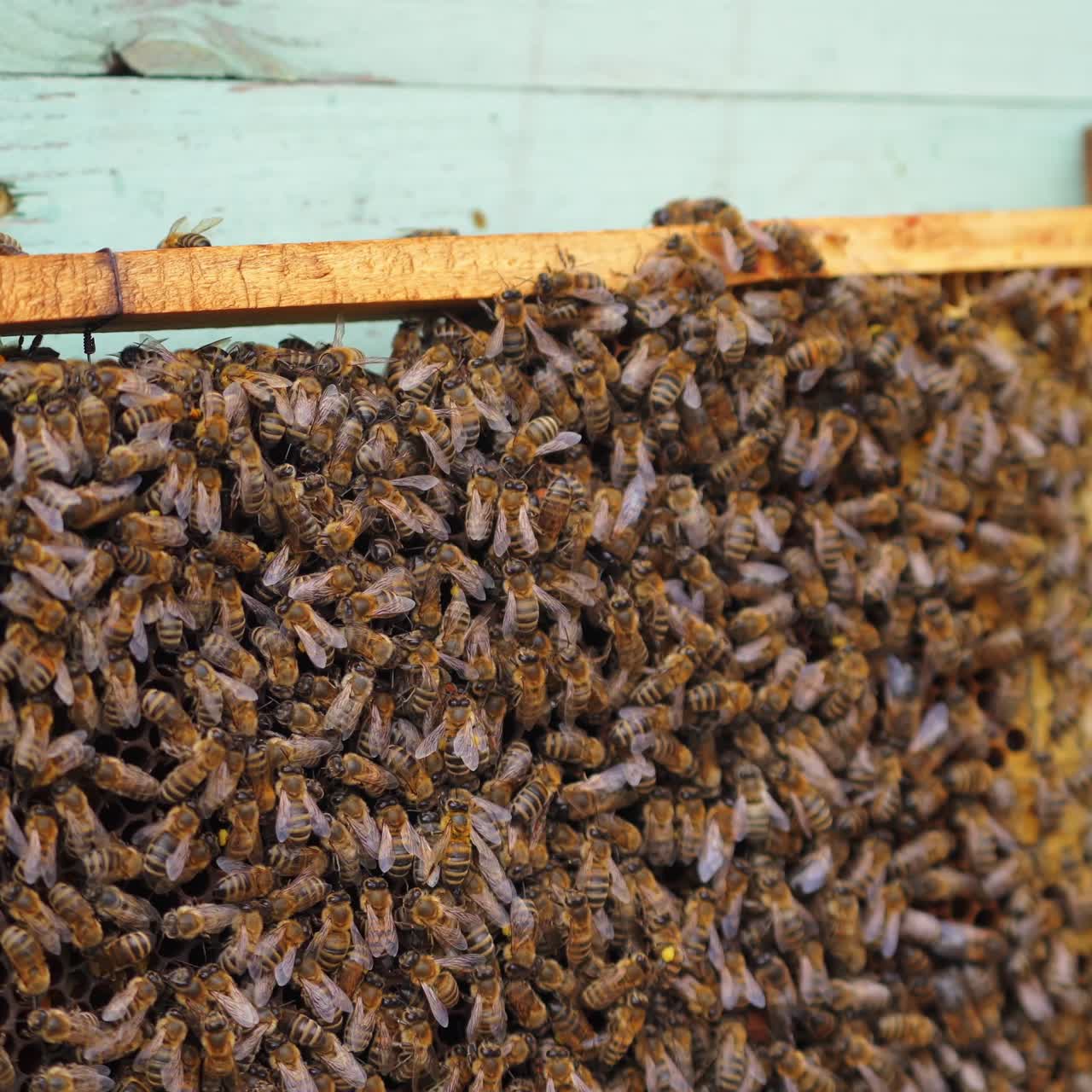Wooden frame with many bees on it. Working bees produce honey. Frame stands near hive