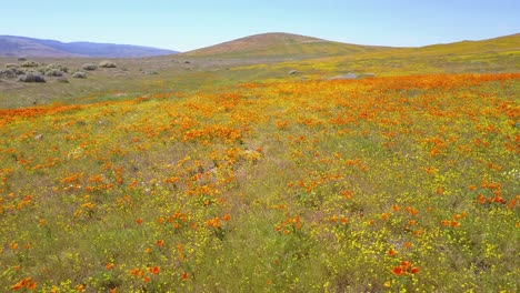 a low aerial over a beautiful orange field of california poppy wildflowers 1