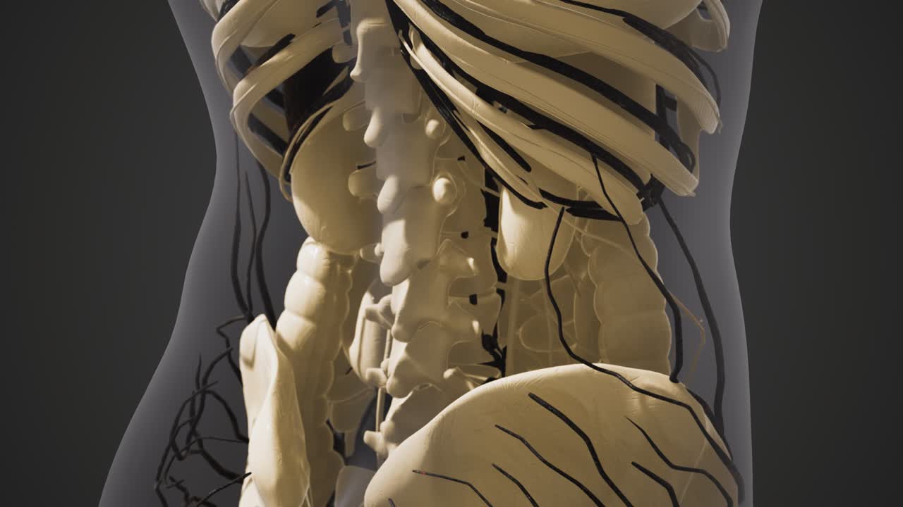 인간 혈관의 과학 해부학