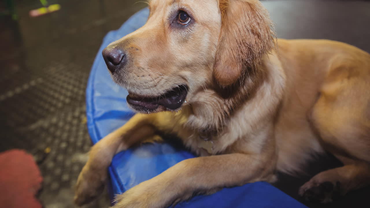 cerrar el perro golden retriever de mascota acostado en la cama del perro y mirando hacia arriba