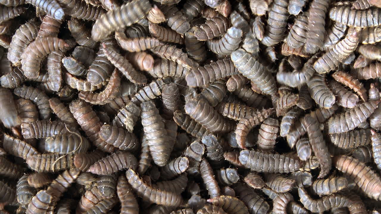 Mass of wriggling black soldier fly larvae used to compost kitchen waste