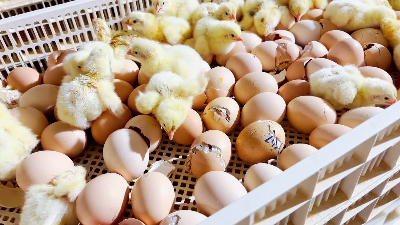 Erleben Sie das Wunder des Lebens beim Schlüpfen von Küken. Vom Ei zum Küken – der gesamte Hühnerschlupf-Prozess wird gezeigt
