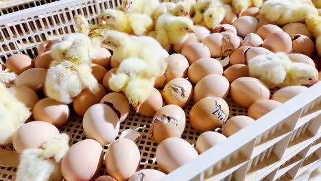 Experience-the-miracle-of-life-with-chicken-hatching,From-eggs-to-chicks,-show-the-full-process-of-chicken-hatching