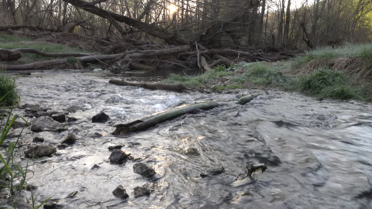 Peaceful Forest Stream Flowing Over Rocks and Logs