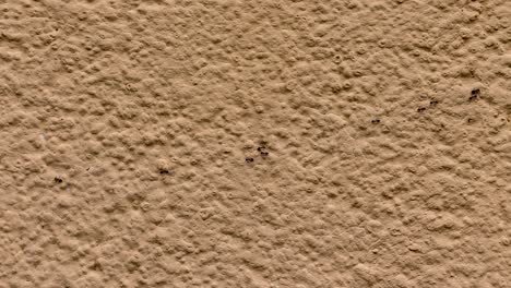 4k timelapse of ants on the wall