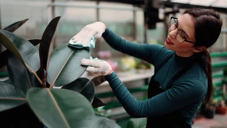 careful woman gardener wipes lush green leaf of huge plant in hothouse