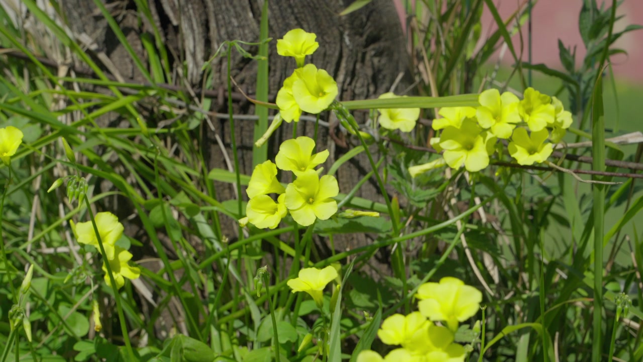 Yellow wildflowers blooming in grass near tree in springtime garden