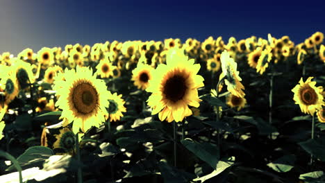 sunflowers bloom beautifully under blue sky during sunny day in the field