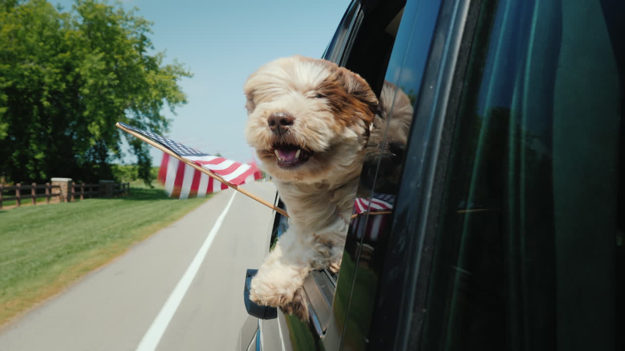 주인이 있는 개는 미국을 여행하며 미국 국기를 들고 창밖을 내다본다