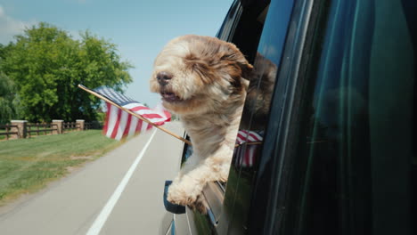 a dog with an owner travels around america looks out of the window with the flag of the usa