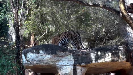 tigre descansando en la roca en el zoológico de korat