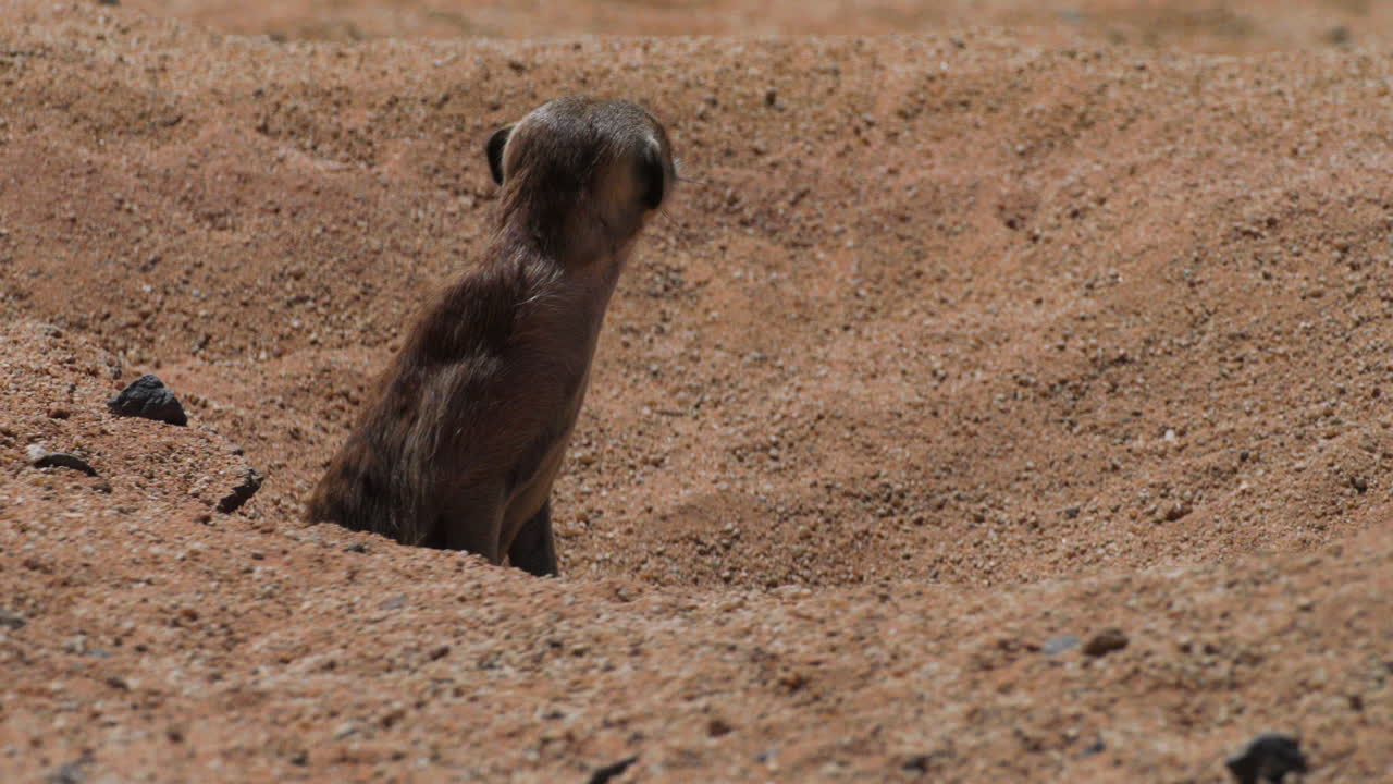 meerkat watches out of its burrow, another meerkat emerges right beside, both turn heads and scan surroundings