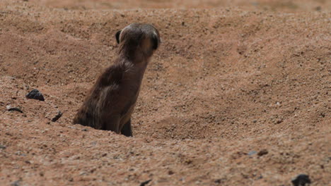 meerkat watches out of its burrow, another meerkat emerges right beside, both turn heads and scan surroundings