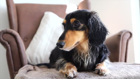 damp sausage dog sitting on a brown arm chair at home