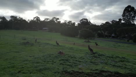 Slow-Motion-Shot-Of-Kangaroos-Jumping-By-Green-Grass-At-Cloudy-Day,-Australia