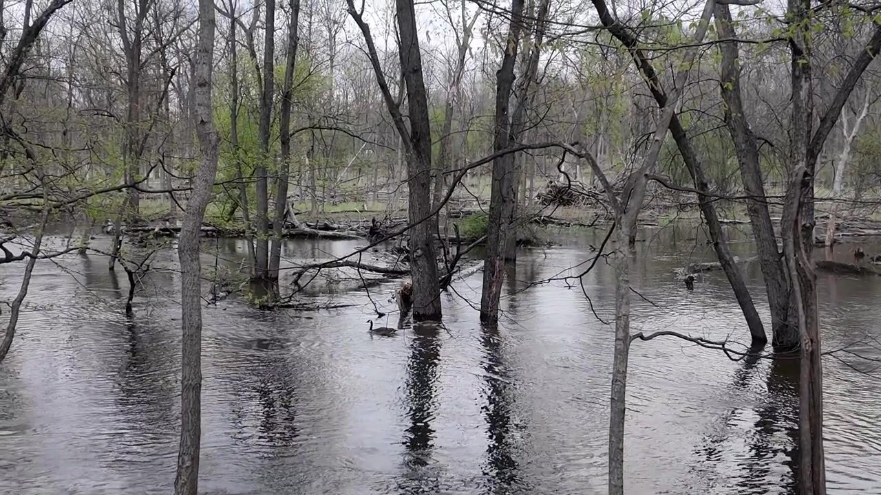 Ein schnell fließender Waldfluss, Bäume, die aus dem Wasser wachsen, und Gänse, die gegen den Strom schwimmen
