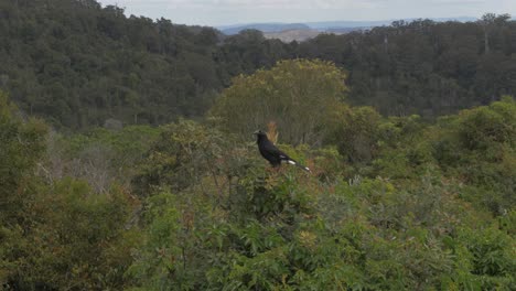 Pied-Currawong-Sitzt-Auf-Einem-Baum---Lamington-National-Park---Gold-Coast-Hinterland,-Australien