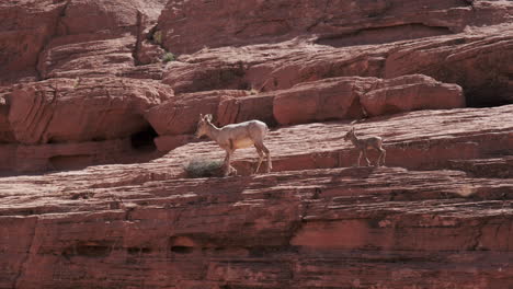 a cute bighorn sheep lamb, following closely behind its mother, navigates a steep red cliff face