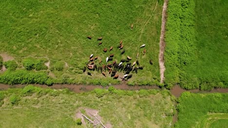 Luftaufnahme-Von-Viehvieh-Auf-Dem-Feld-In-Oregon,-Usa